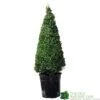 Buxus Pyramid Topiary Plant 22cm Pot 2 Buxus Pyramid Topiary Plant 22cm Pot -Water N Plants Sales Store 8718985492360 2a862edb 6912 4bf6 ba7b 51f24962f89e