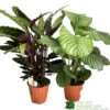Calathea Houseplant (Mixed Varieties) 19cm Pot 2 Calathea Houseplant (Mixed Varieties) 19cm Pot -Water N Plants Sales Store 8718985581125