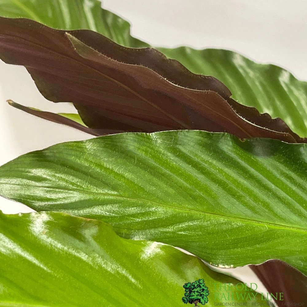 Calathea Houseplant (Mixed Varieties) 19cm Pot 4 Calathea Houseplant (Mixed Varieties) 19cm Pot - Image 2