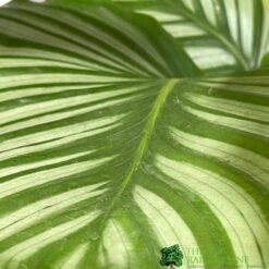 Calathea Houseplant (Mixed Varieties) 19cm Pot 7 Calathea Houseplant (Mixed Varieties) 19cm Pot -Water N Plants Sales Store 8718985581125 3