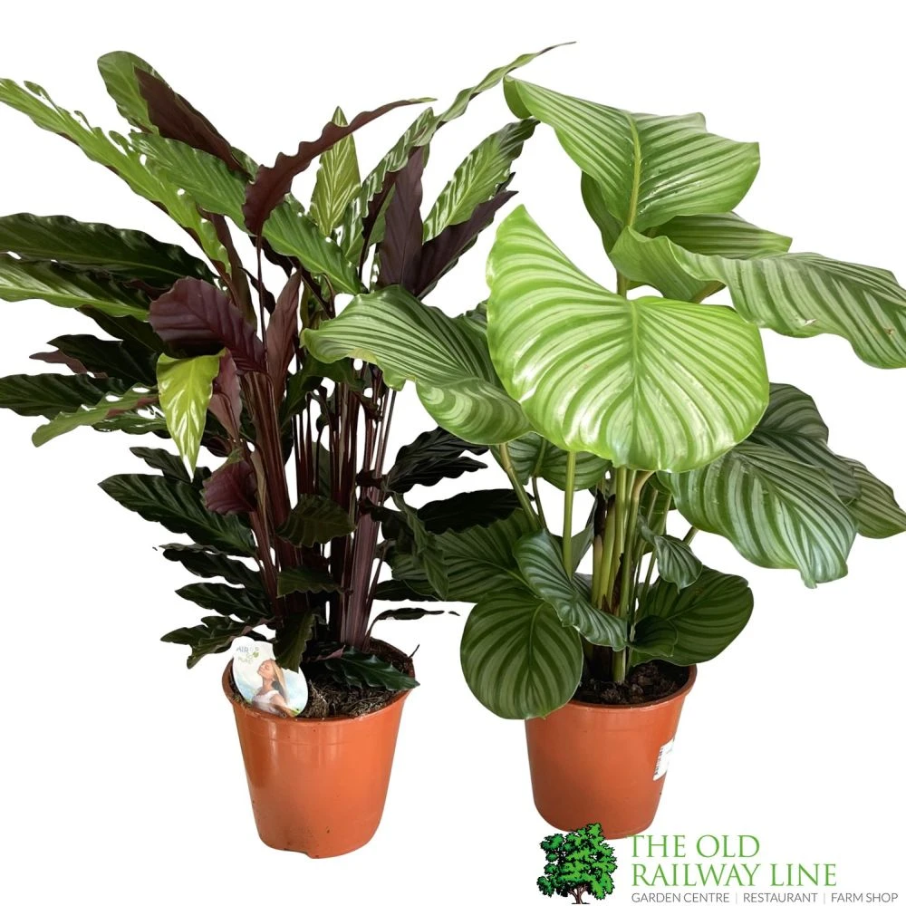 Calathea Houseplant (Mixed Varieties) 19cm Pot 3 Calathea Houseplant (Mixed Varieties) 19cm Pot
