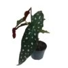 Begonia Maculata 'Polka Dot' Houseplant 11.5cm Pot -Water N Plants Sales Store 8718985581453