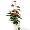 Anthurium 'Red Champion' Plant 14cm Pot -Water N Plants Sales Store 8718985582894