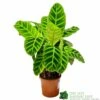 Calathea 'Zebrina' Zebra Plant 14cm Pot -Water N Plants Sales Store 8718985714967