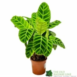 Calathea 'Zebrina' Zebra Plant 14cm Pot