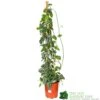 Epipremnum 'Trebie' Satin Pothos Houseplant 1.6m Tall (NL) -Water N Plants Sales Store 8718985820170