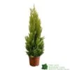 Cupressus Goldcrest 'Wilma' Pyramid 23cm Pot (NL) -Water N Plants Sales Store 8718985830919 dddf7b2d 8ab5 4fb4 b8dc da67bfd9d59a