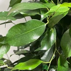 Ficus Benjamina Mixed Variety 19cm -Water N Plants Sales Store 8719127092356 4
