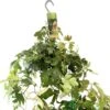Cissus 'Ellen Danica' Hanging Indoor Ivy 17cm Pot 2 Cissus 'Ellen Danica' Hanging Indoor Ivy 17cm Pot -Water N Plants Sales Store 8719127745733