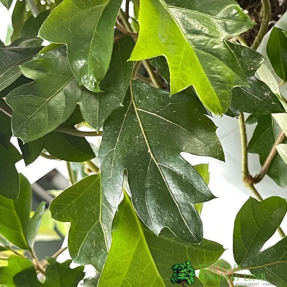 Cissus 'Ellen Danica' Hanging Indoor Ivy 17cm Pot 4 Cissus 'Ellen Danica' Hanging Indoor Ivy 17cm Pot - Image 2
