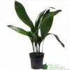 Aspidistra 'Cast Iron' Houseplant 17cm Pot 1 Aspidistra 'Cast Iron' Houseplant 17cm Pot -Water N Plants Sales Store 8719127861174