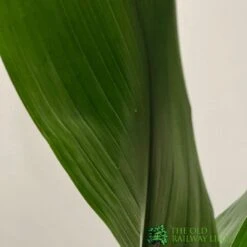 Aspidistra 'Cast Iron' Houseplant 17cm Pot 7 Aspidistra 'Cast Iron' Houseplant 17cm Pot -Water N Plants Sales Store 8719127861174 3