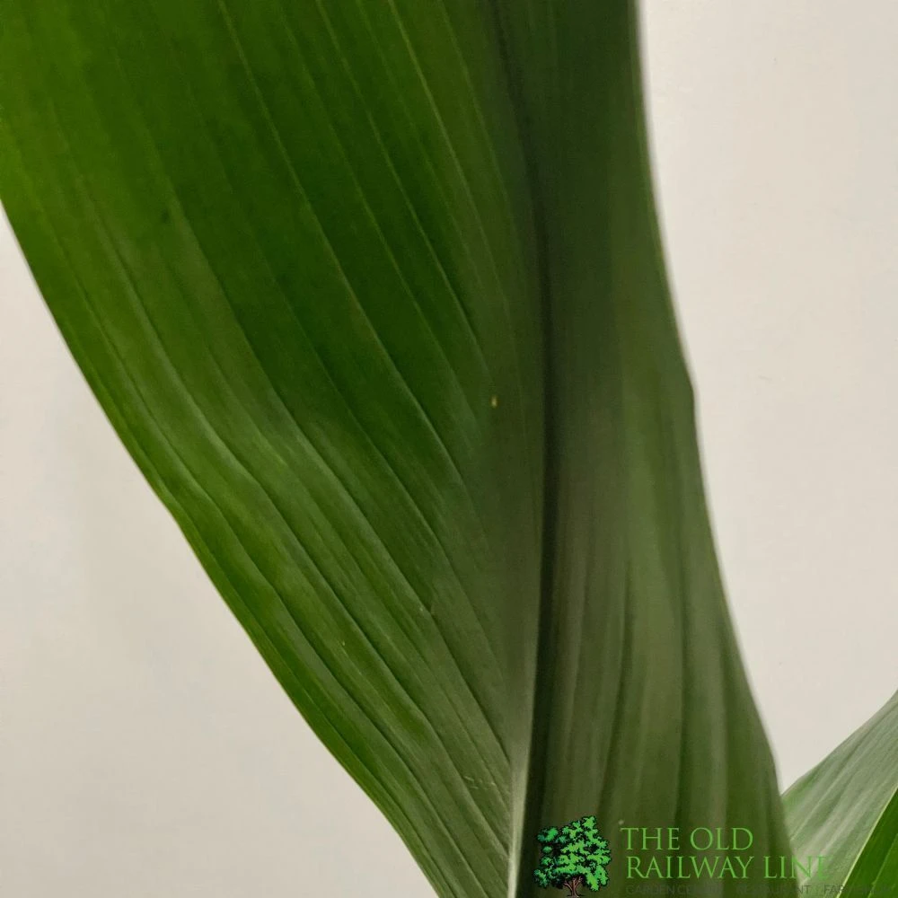 Aspidistra 'Cast Iron' Houseplant 17cm Pot 5 Aspidistra 'Cast Iron' Houseplant 17cm Pot - Image 3