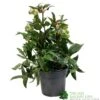 Helleborus ? Sahinii 'Winterbells' Hellebore 3Ltr Pot -Water N Plants Sales Store 8719323105270