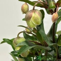 Helleborus ? Sahinii 'Winterbells' Hellebore 3Ltr Pot 5 Helleborus ? Sahinii 'Winterbells' Hellebore 3Ltr Pot -Water N Plants Sales Store 8719323105270 2