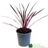 Cordyline Australis 'Pink Passion' 2Ltr Pot -Water N Plants Sales Store 8719323141193