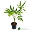 Fatsia Polycarpa 'Green Fingers' 2Ltr Pot 2 Fatsia Polycarpa 'Green Fingers' 2Ltr Pot -Water N Plants Sales Store 8719323730861