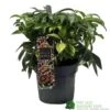 Hellebore 'Dacaya' Helleborus Plant 3Ltr Pot 1 Hellebore 'Dacaya' Helleborus Plant 3Ltr Pot -Water N Plants Sales Store 8719323773011