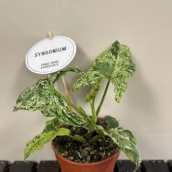 Syngonium 'Mottled' Rare Houseplant 12cm Pot (NL)