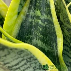 Sansevieria Trifasciata 'Futura Superba' Succulent Houseplant 12cm Pot -Water N Plants Sales Store 8719522707886 3