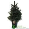 Picea 'Super Blue' 7.5Ltr Pot (NL) -Water N Plants Sales Store 8719562228259