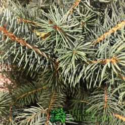 Picea 'Super Blue' 7.5Ltr Pot (NL) -Water N Plants Sales Store 8719562228259 2