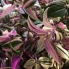 Tradescantia Hanging 17cm Pot Assorted Colours Available 1 Tradescantia Hanging 17cm Pot Assorted Colours Available -Water N Plants Sales Store 8719562620954
