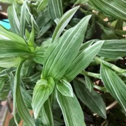 Tradescantia Hanging 17cm Pot Assorted Colours Available -Water N Plants Sales Store 8719562620954 2