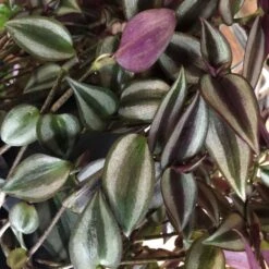 Tradescantia Hanging 17cm Pot Assorted Colours Available -Water N Plants Sales Store 8719562620954 3