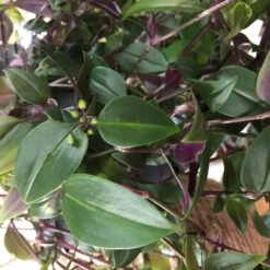 Tradescantia Hanging 17cm Pot Assorted Colours Available -Water N Plants Sales Store 8719562620954 5