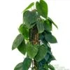 Philodendron 'Scandens' Houseplant On Moss Pole 1.5m Tall -Water N Plants Sales Store 8719562745091