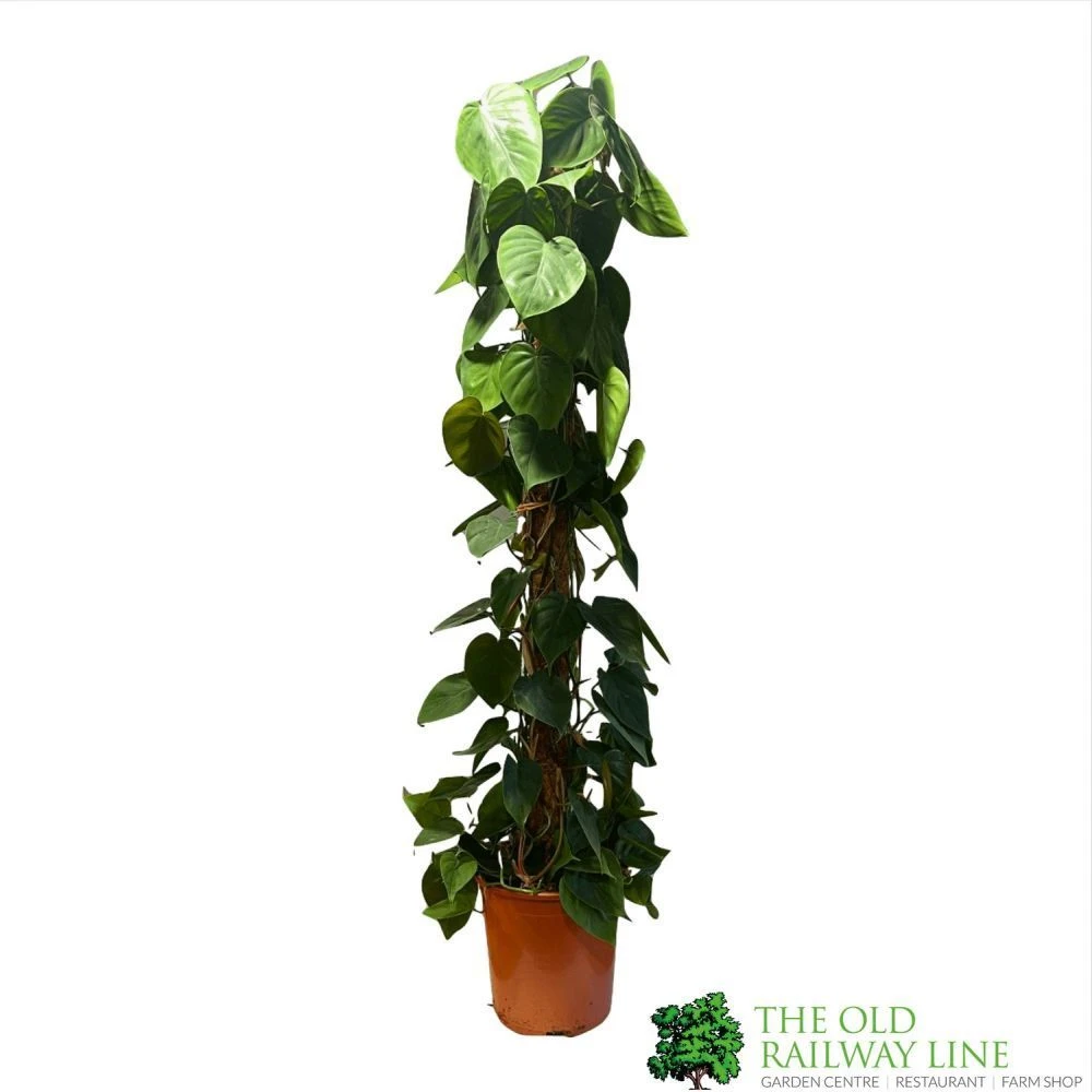 Philodendron 'Scandens' Houseplant On Moss Pole 1.5m Tall 4 Philodendron 'Scandens' Houseplant On Moss Pole 1.5m Tall - Image 2