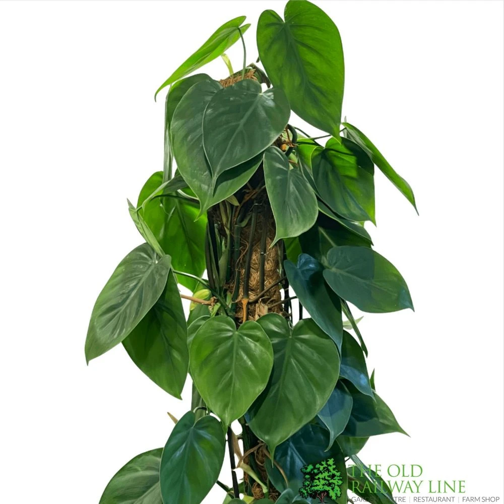Philodendron 'Scandens' Houseplant On Moss Pole 1.5m Tall 3 Philodendron 'Scandens' Houseplant On Moss Pole 1.5m Tall