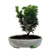 Bonsai Tree 'Chamaecyparis' Outdoor Bonsai 20cm Pot -Water N Plants Sales Store 8719562861814