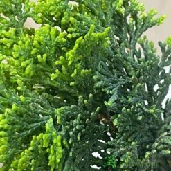 Bonsai Tree 'Chamaecyparis' Outdoor Bonsai 20cm Pot 7 Bonsai Tree 'Chamaecyparis' Outdoor Bonsai 20cm Pot -Water N Plants Sales Store 8719562861814 3