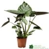 Alocasia 'wentii' Houseplant 17cm Pot -Water N Plants Sales Store 8720496315342