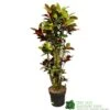 Codiaeum 'Iceton' Croton 1.6m Tall 1 Codiaeum 'Iceton' Croton 1.6m Tall -Water N Plants Sales Store 8720496436009
