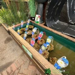 Water Lily Nymphaea Barbara Dobbins Pond Plant 3Ltr -Water N Plants Sales Store waterlilydisplay f1ecab37 2f93 4f81 a8a7 88a6007f8b7b