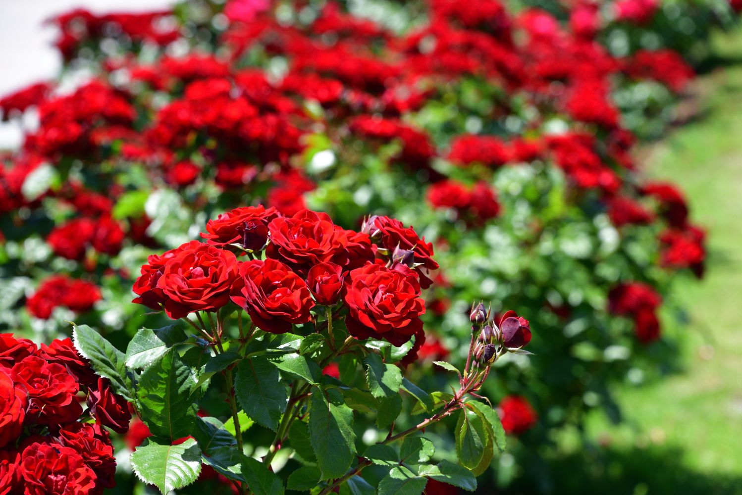 Water N Plants Sales Store -Water N Plants Sales Store red rose bush