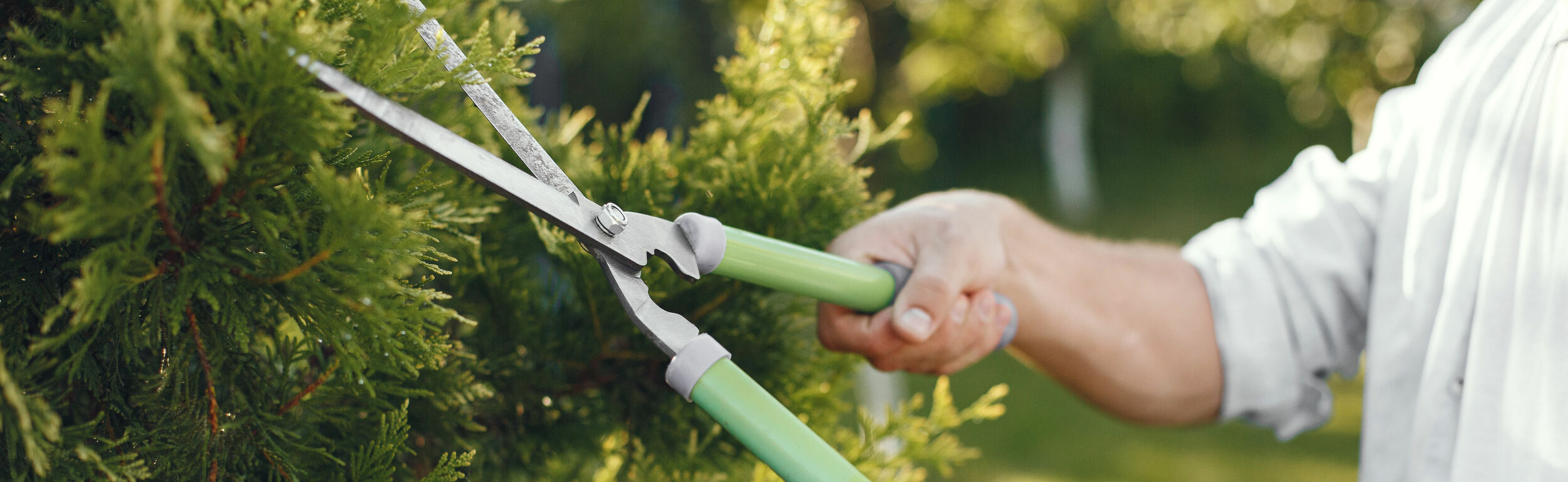 Water N Plants Sales Store -Water N Plants Sales Store tuingereedschap heggenschaar